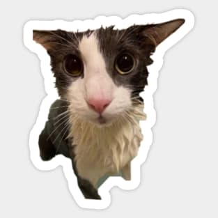 Soggy Cat Sticker